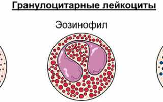 Незрелые клетки в анализе крови