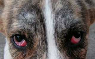 Как проявляется хламидиоз у собак и как лечить